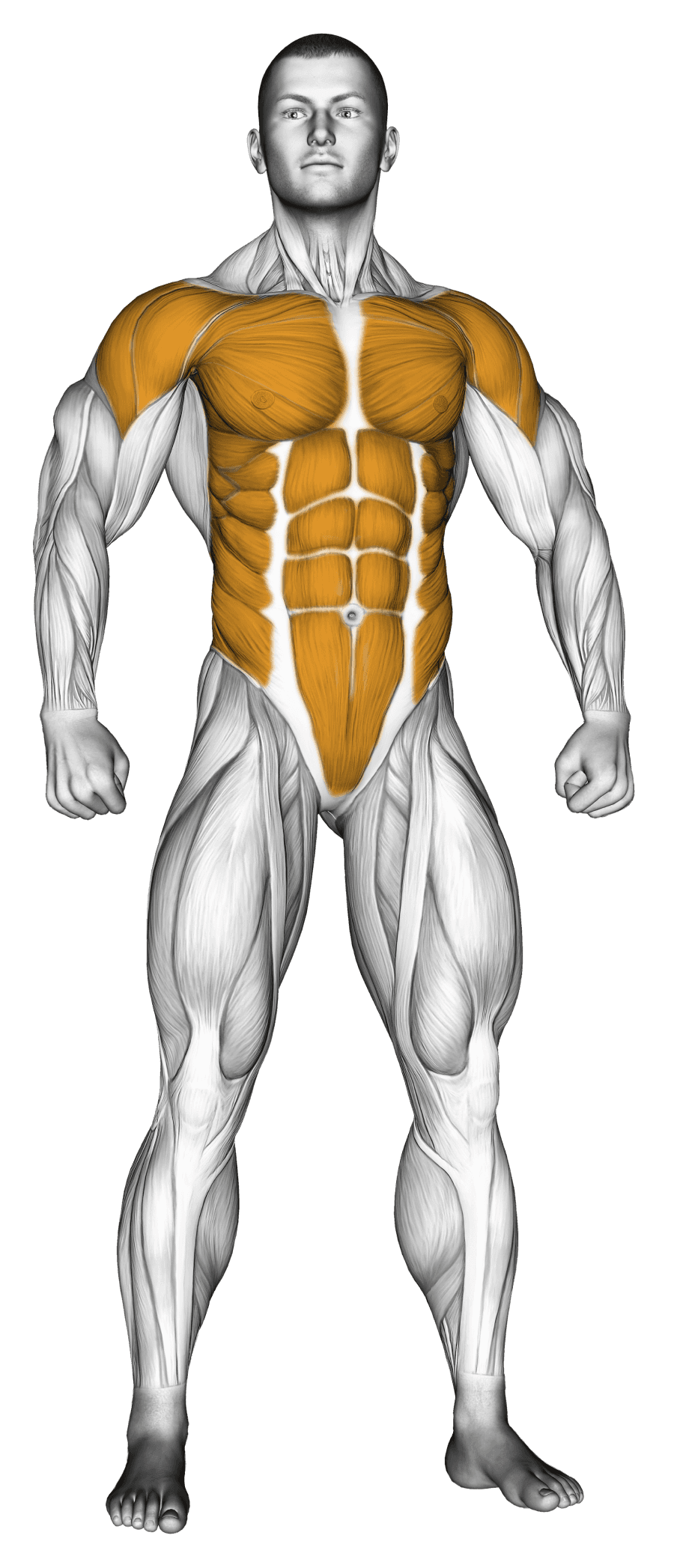 Body figure with the shoulders, chest and core lit at Builder tier and the rest untrained